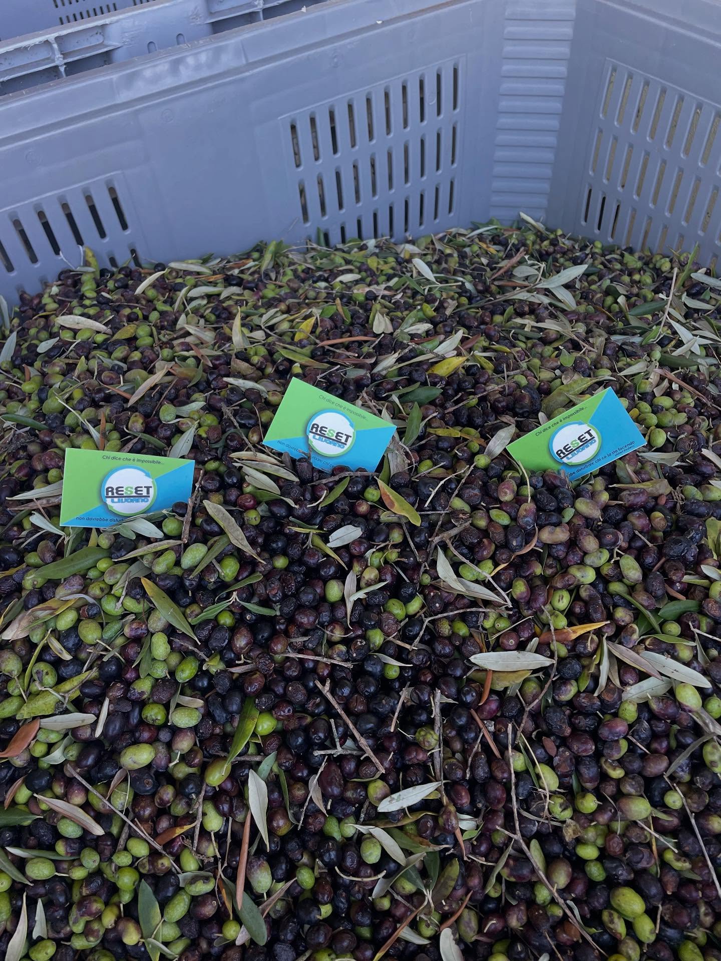 Gusto e Storia: Villa Maurogordato Presenta l'Olio Nuovo (e l'Apertura delle Ville)