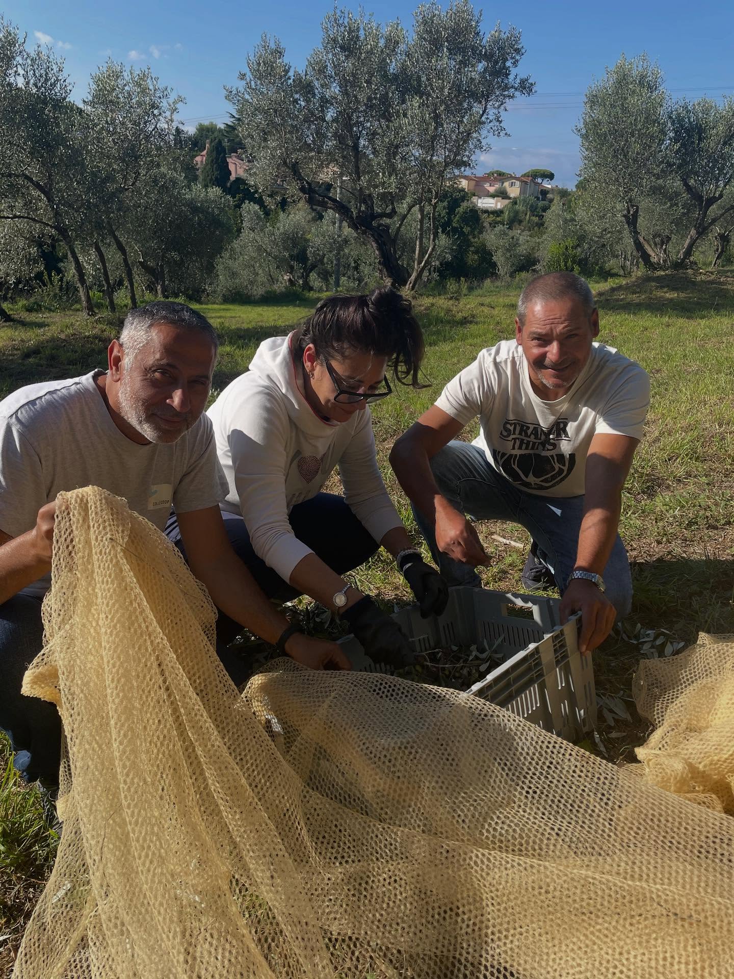 Oro Giallo a Villa Maurogordato: Raccolta Olive con i Volontari Reset